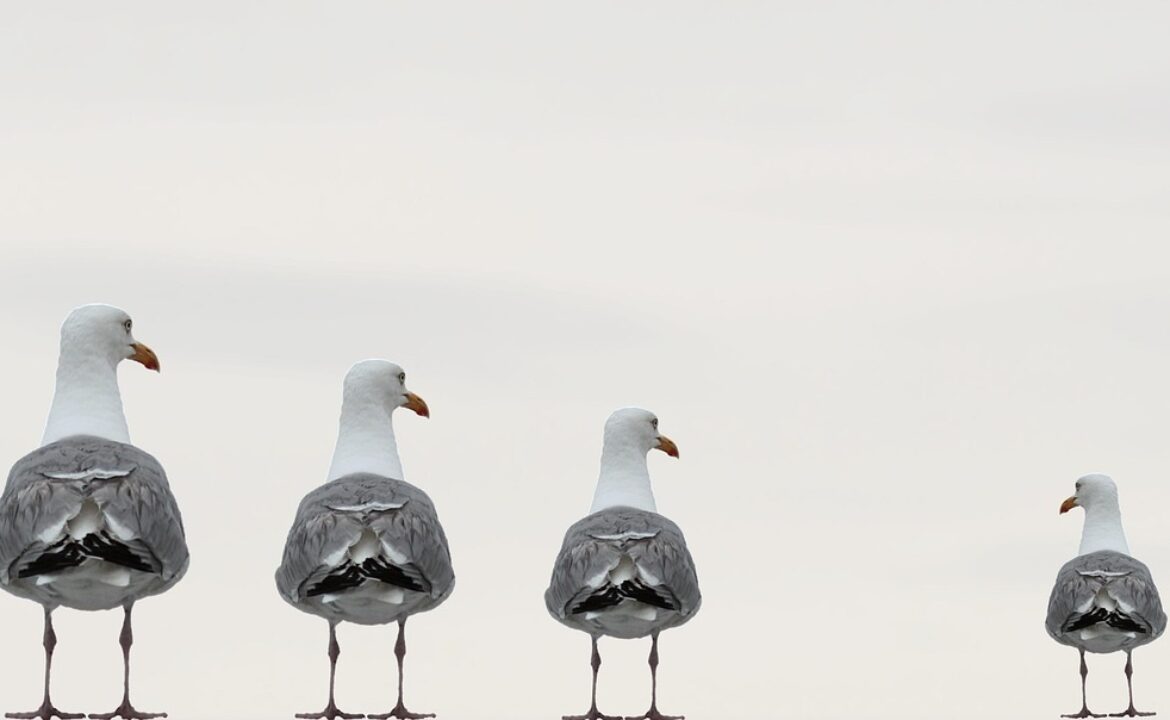 seagulls-2662550_1280