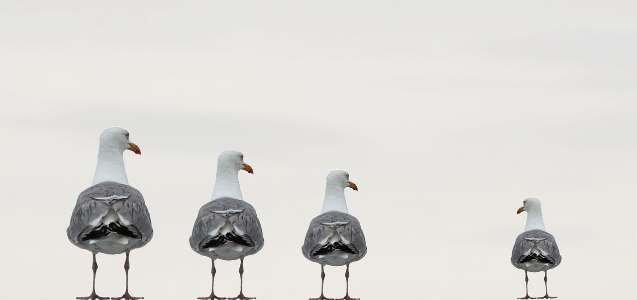 seagulls-2662550_1280