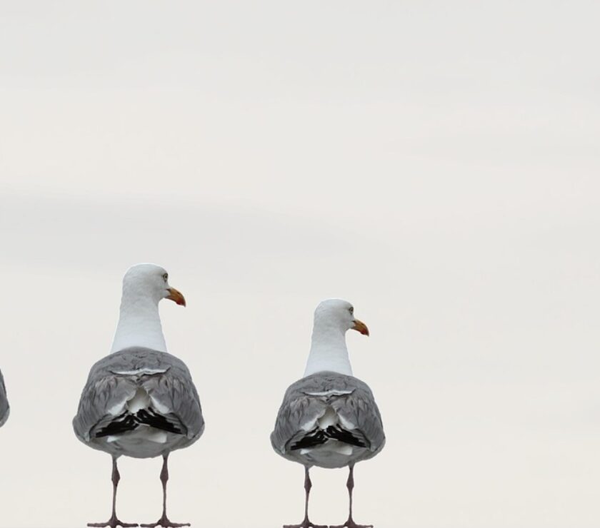 seagulls-2662550_1280